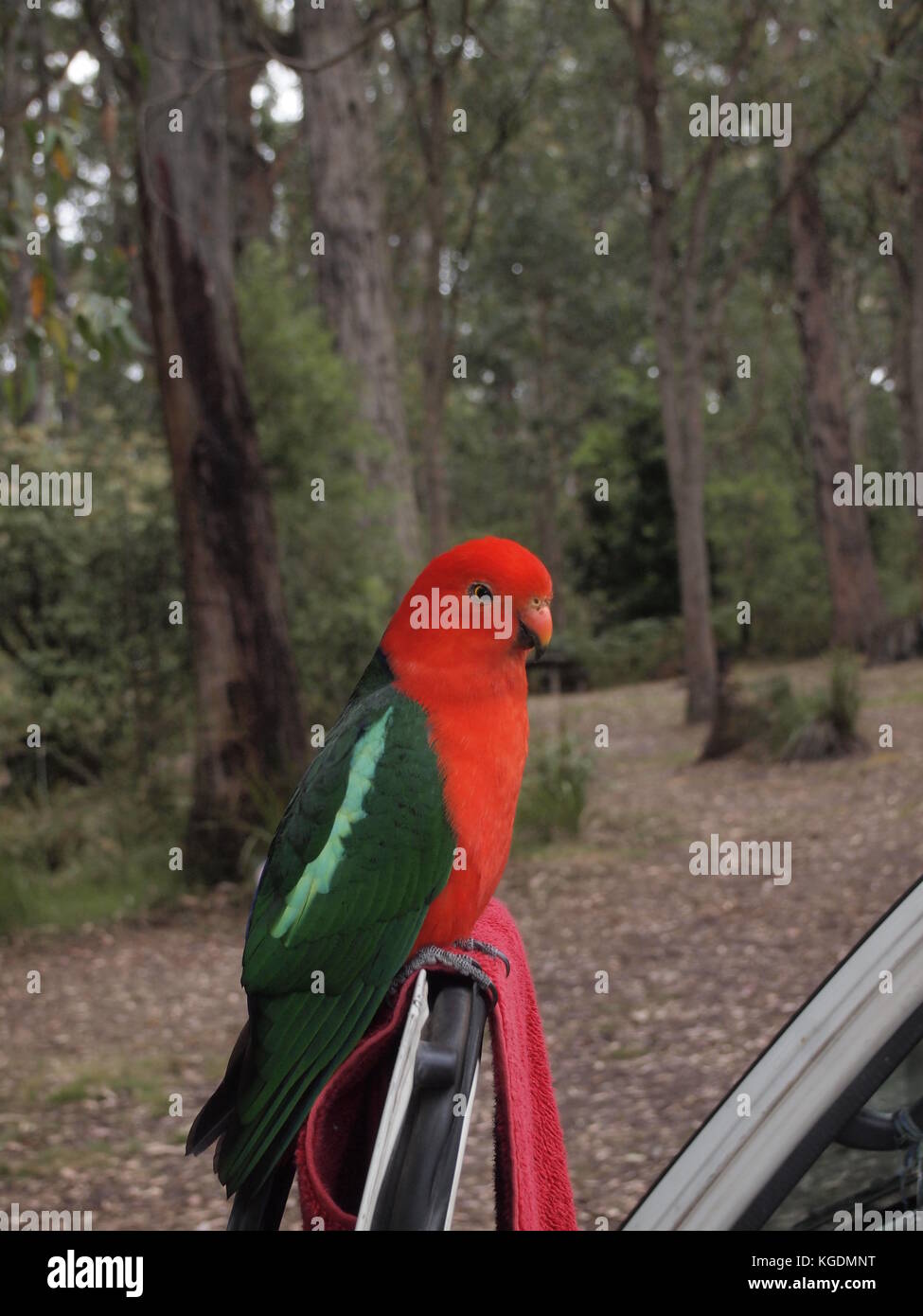 Curious Parrot Stock Photo