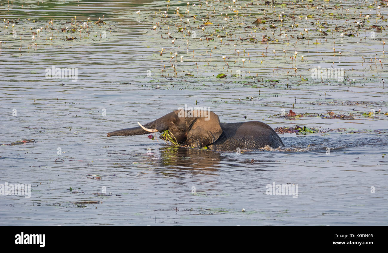 An Elephant wades back to the bank of a river with a mouth full of water lilies in the Namibian savanna Stock Photo