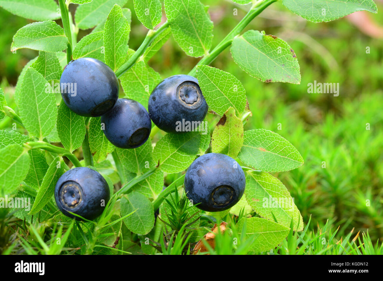 Ripe, fresh wild blueberries in natural habitat, side view, close up Stock Photo