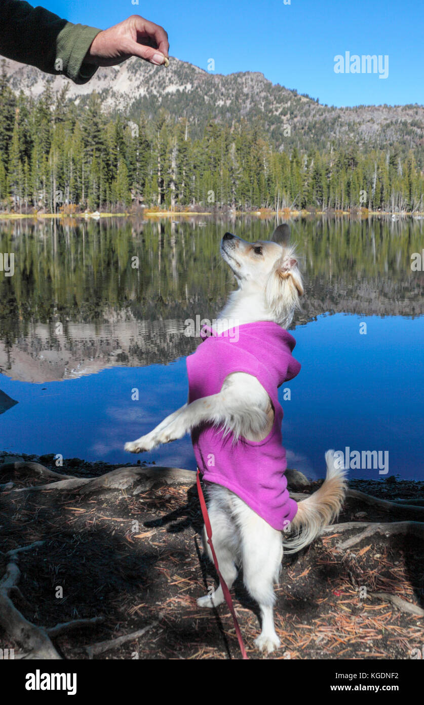 Puppy stands on hind legs by Lake Mamie in th Mammoth Lakes Basin in Mammoth Lakes, California Stock Photo