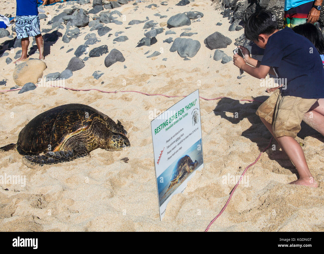 Visitors observe turtle at Hookipa Beach Park on Maui Stock Photo