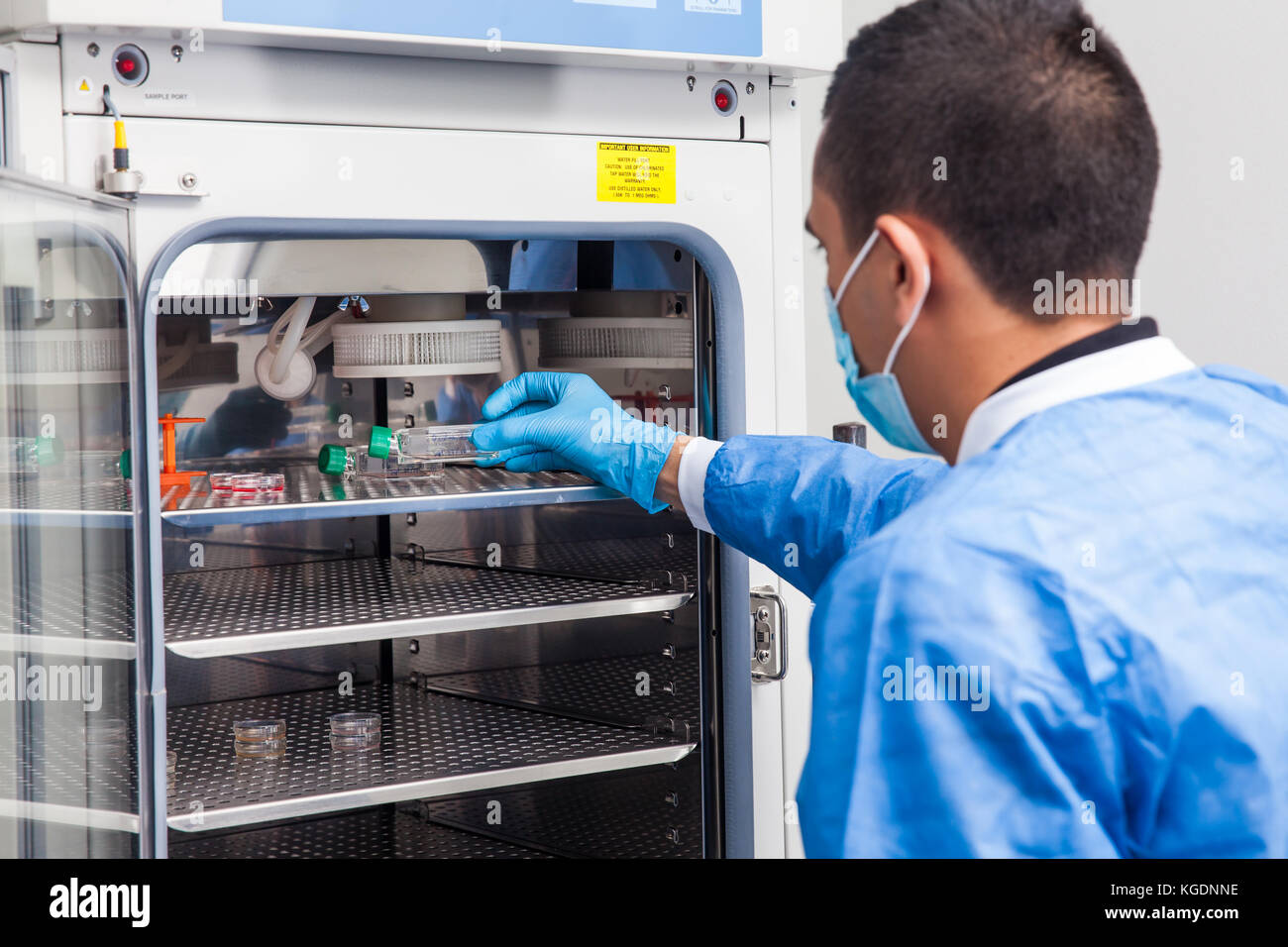 Young laboratory researcher introducing a cell culture flask into an incubator Stock Photo