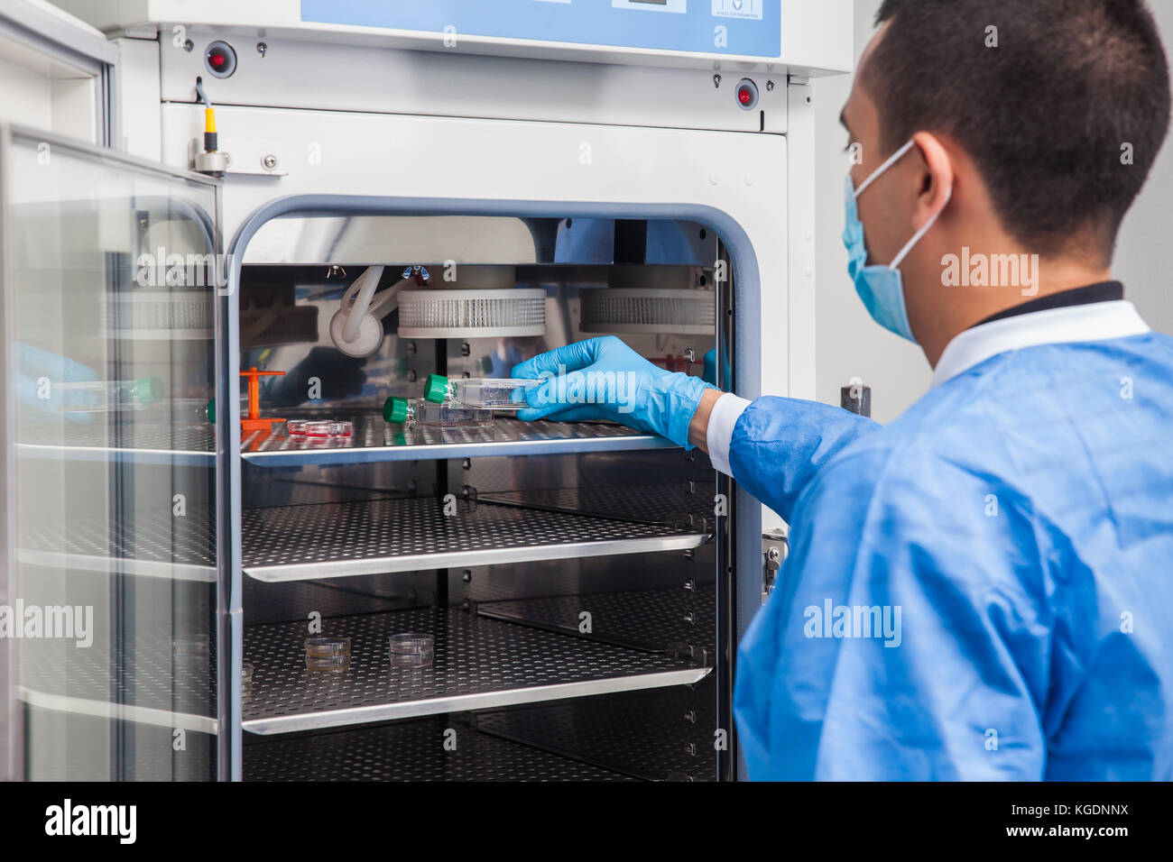 Young laboratory researcher introducing a cell culture flask into an incubator Stock Photo