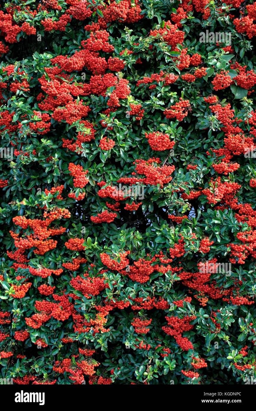 Autumn-winter decorative bush Pyracantha Coccinea Stock Photo