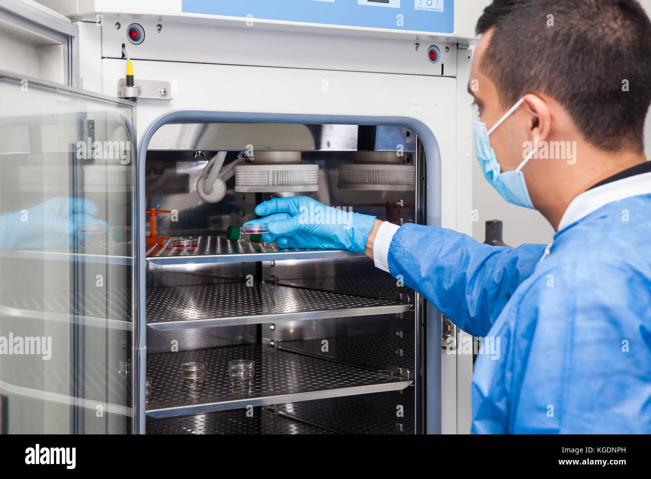 Young laboratory researcher introducing a petri dish into an incubator ...
