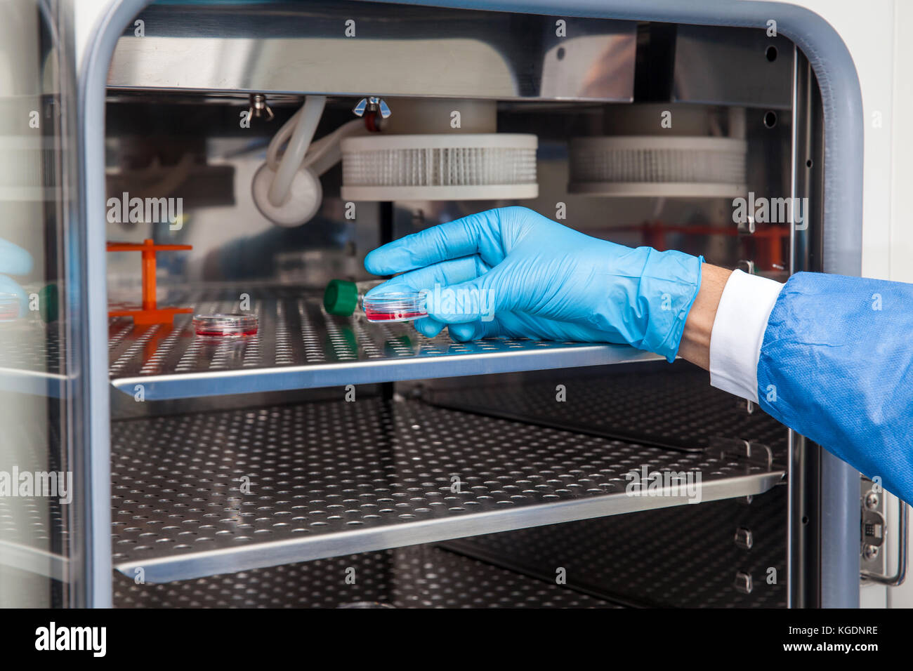 Young laboratory researcher introducing a petri dish into an incubator ...