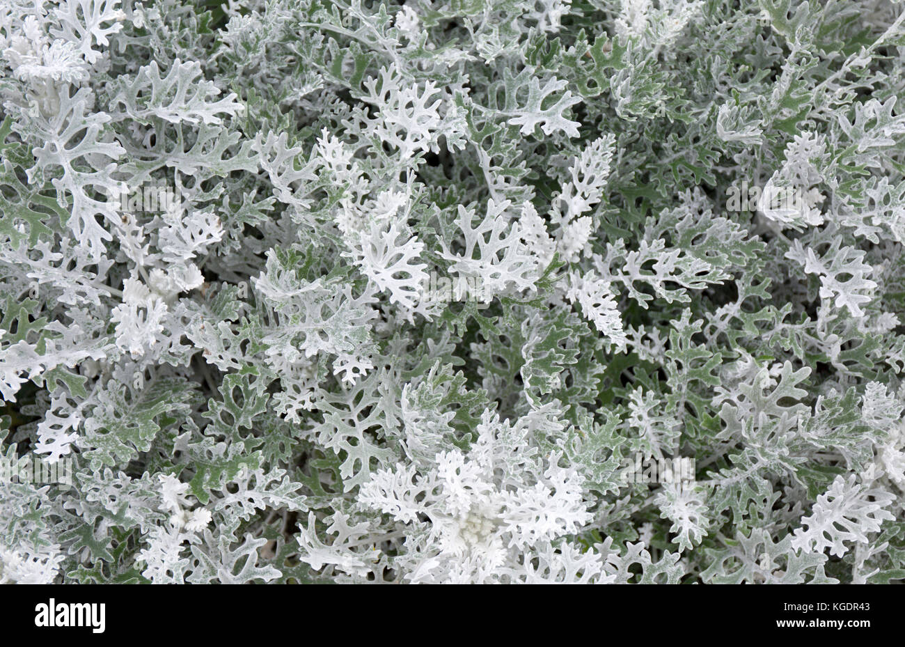 Cineraria maritima silver dust. Soft Focus Dusty Miller Plant. Background Texture Stock Photo