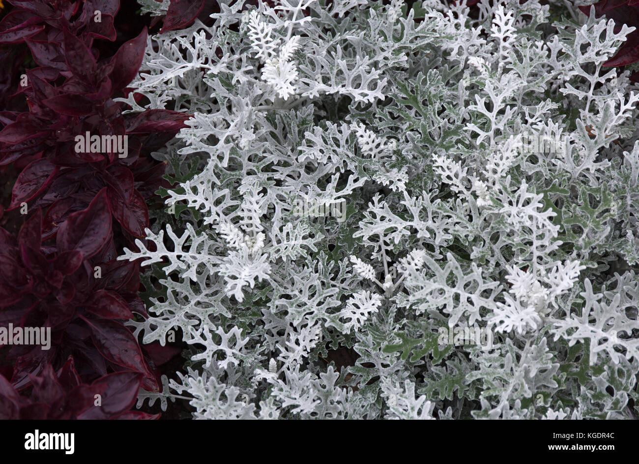 Cineraria maritima silver dust. Soft Focus Dusty Miller Plant. Background Texture Stock Photo