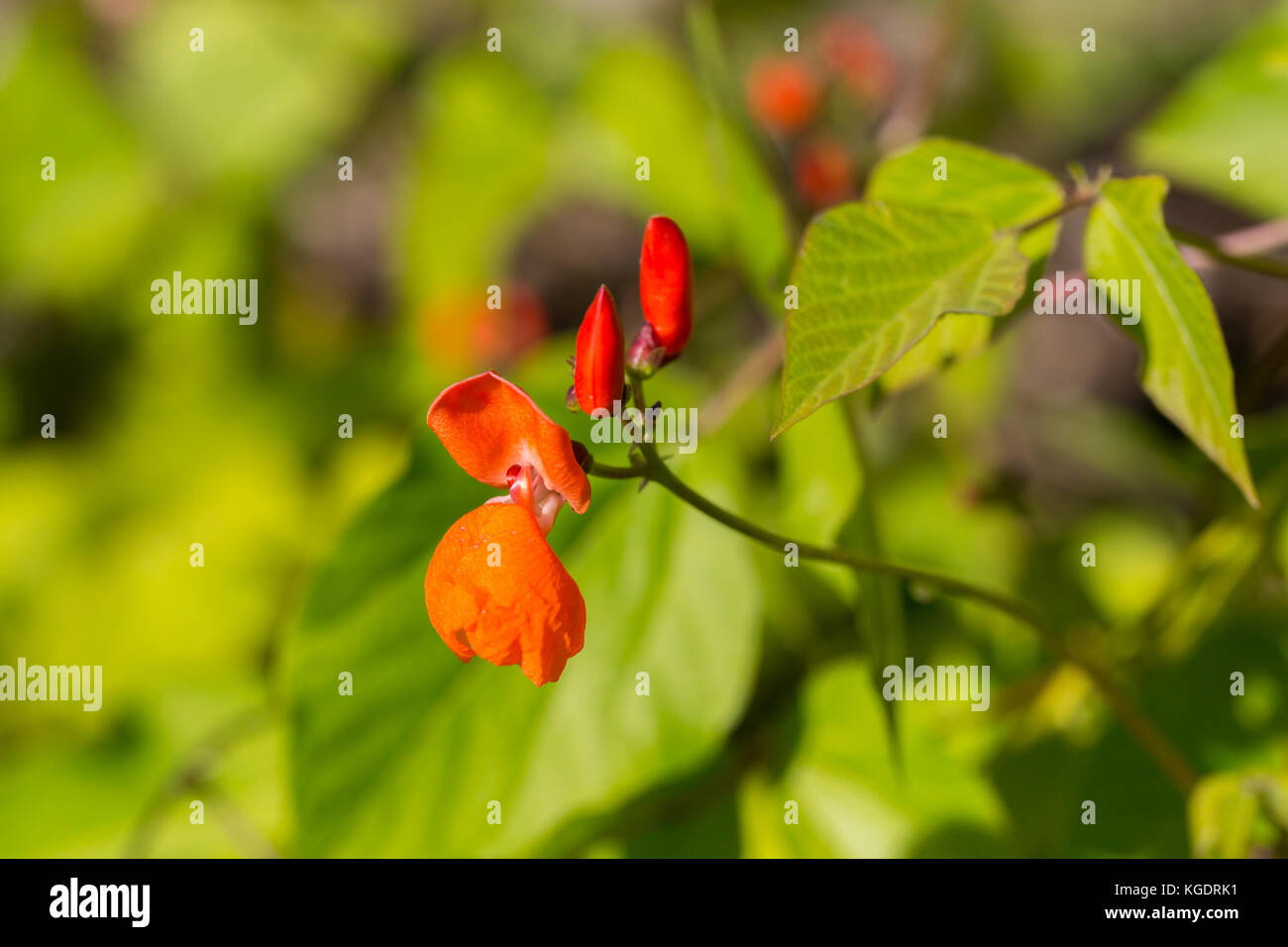 red blossom of scarlet runner (Phaseolus coccineus) in green environment Stock Photo
