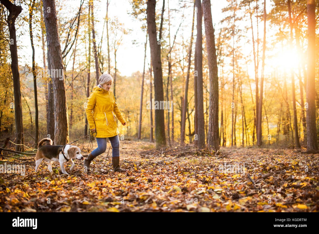 Senior woman with dog on a walk in an autumn forest Stock Photo - Alamy