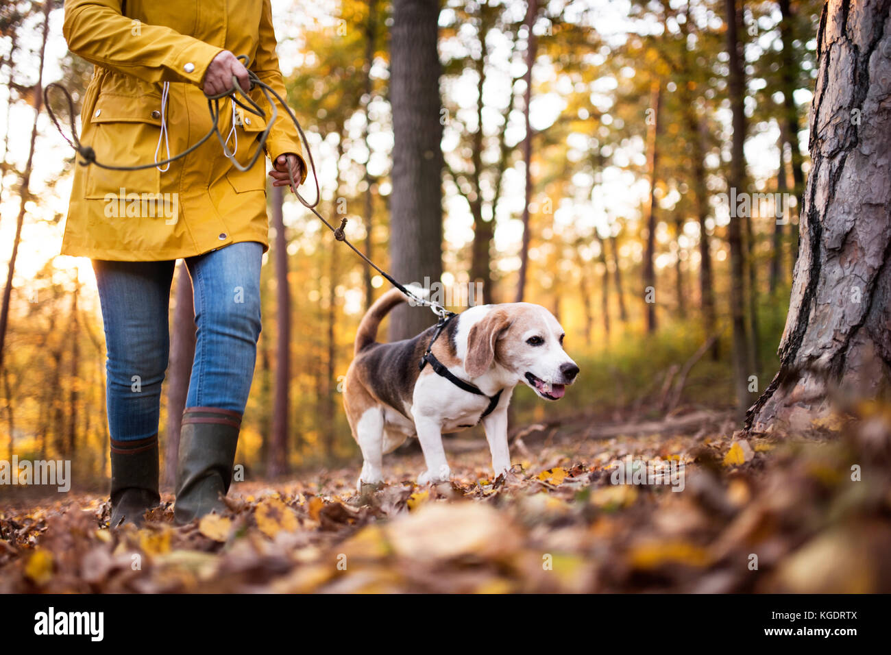 Senior woman with dog on a walk in an autumn forest. Stock Photo