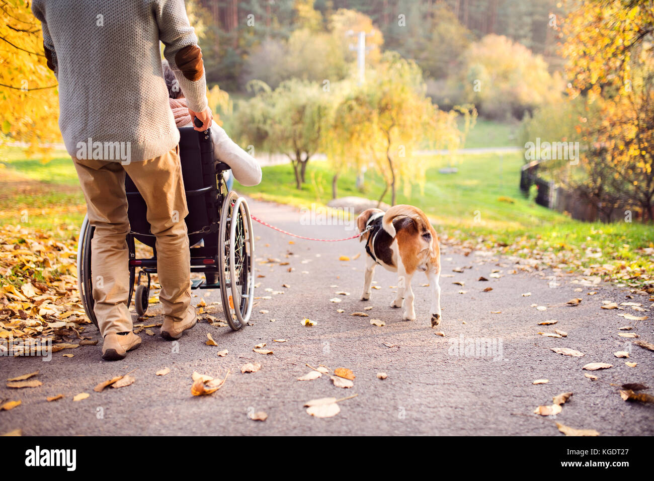 Senior man, woman in wheelchair and dog in autumn nature. Stock Photo
