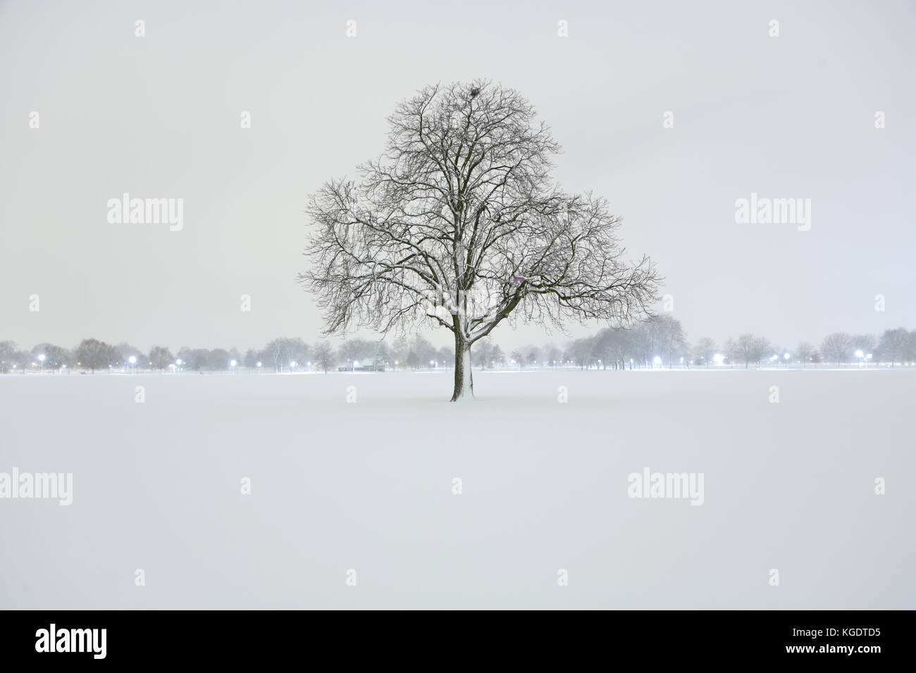 Tree in Winter on Clapham Common, London Stock Photo