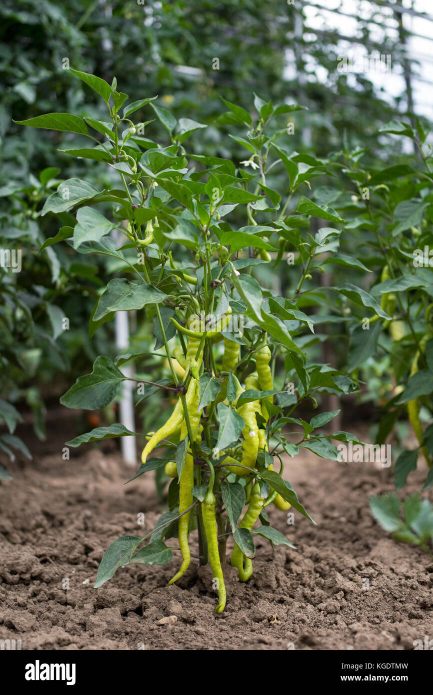 Green chilli peppers grow in vegetable garden Stock Photo - Alamy