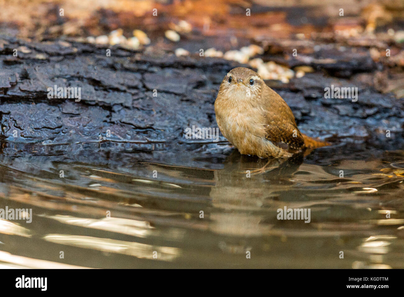 British Wildlife in Natural Habitat. Our National Treasure a beautiful Wren depicted foraging and bathing in ancient woodlands on fine autumn evening. Stock Photo