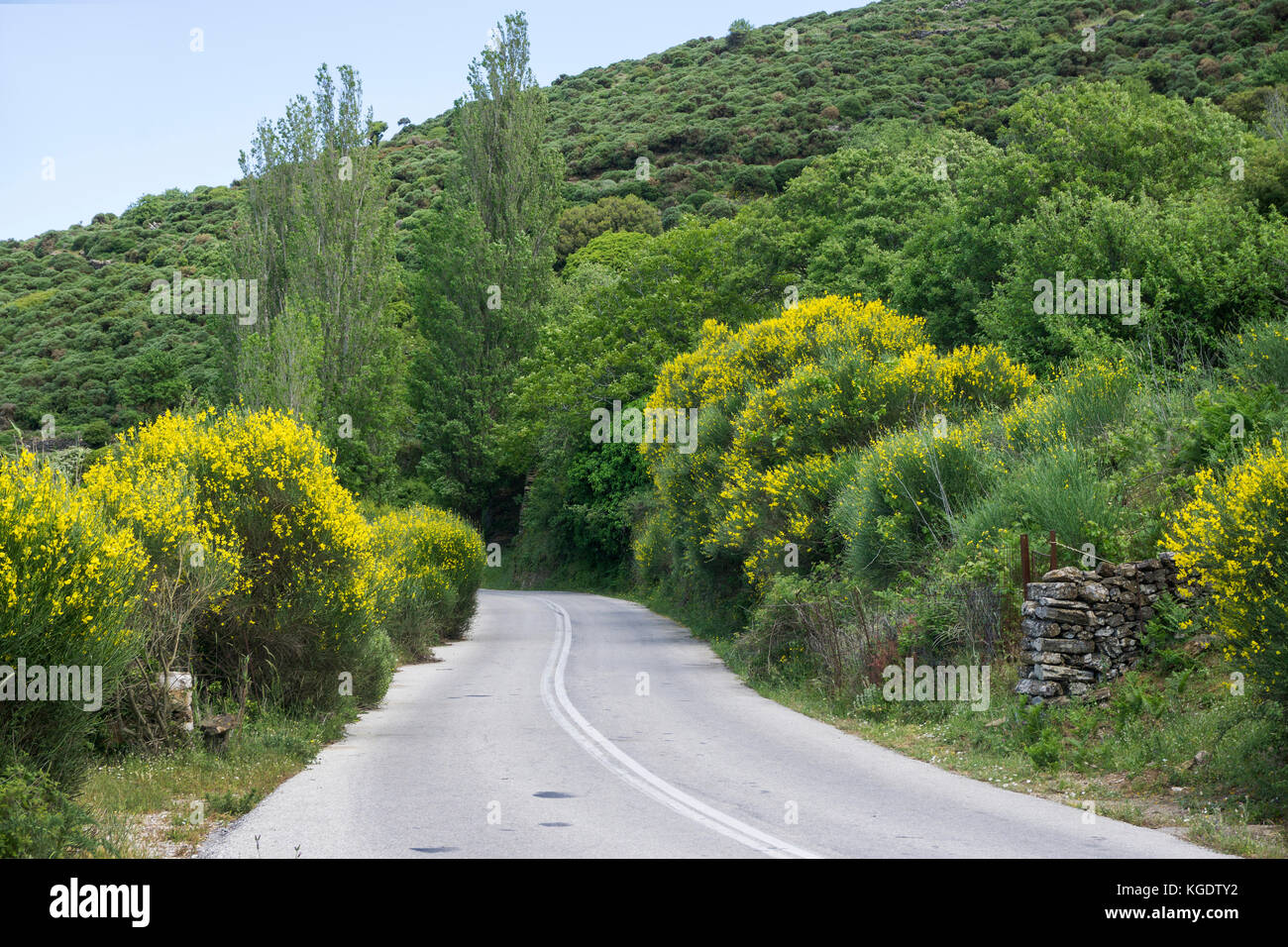 Lush vegetation at a road, north of Naxos island, Cyclades, Greece, Mediterranean Sea, Europe Stock Photo