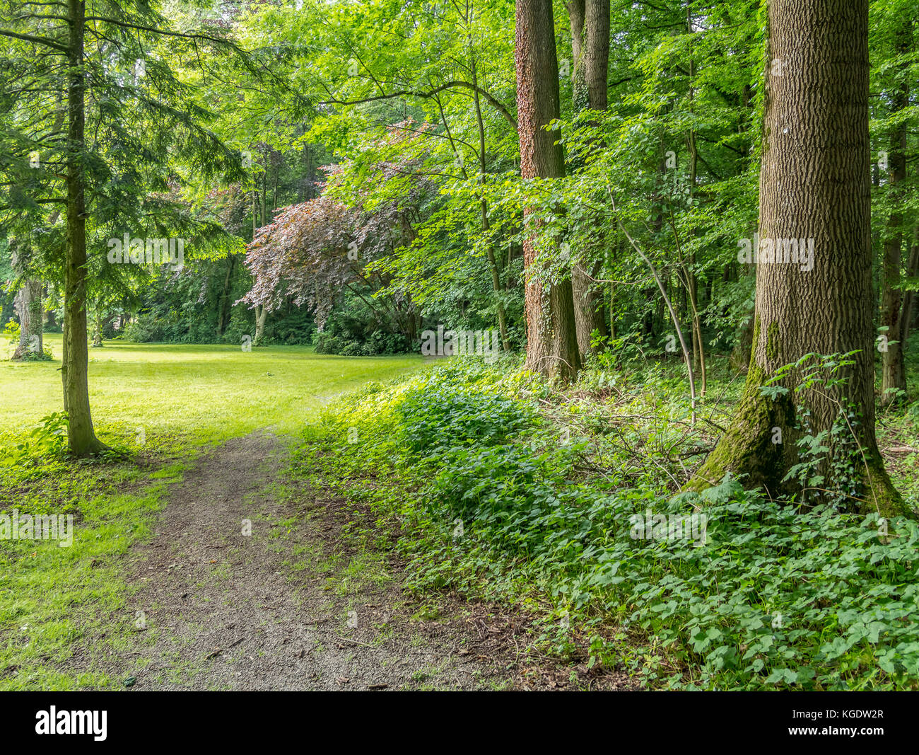 idyllic park scenery with lots of trees at summer time Stock Photo