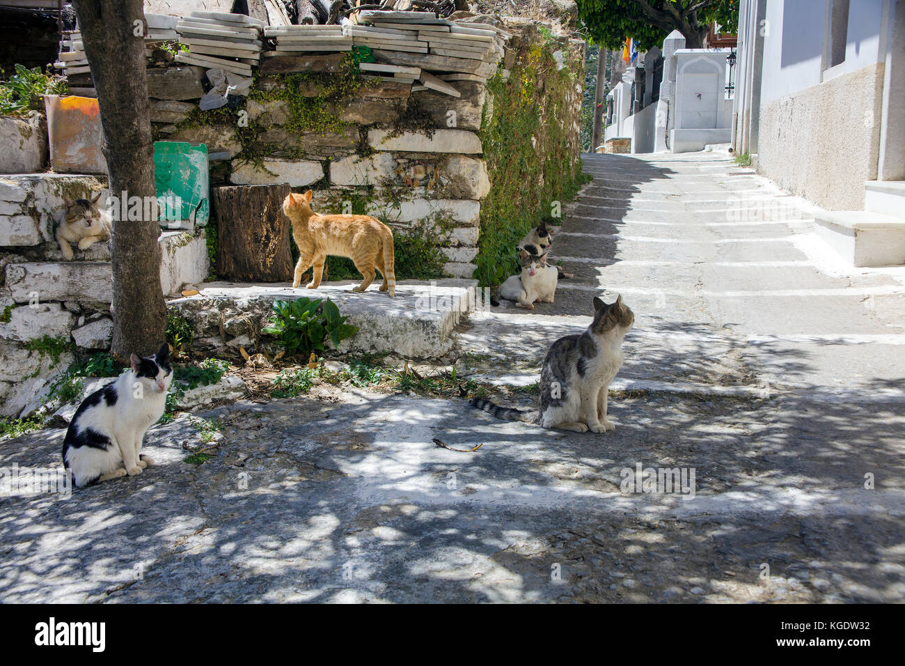 Cats at the village Filoti, Naxos island, Cyclades, Aegean, Greece Stock Photo