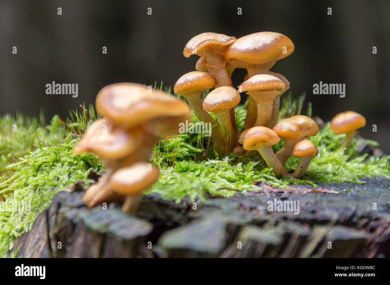 low angle shot showing groups of of mushrooms in forest ambiance Stock Photo