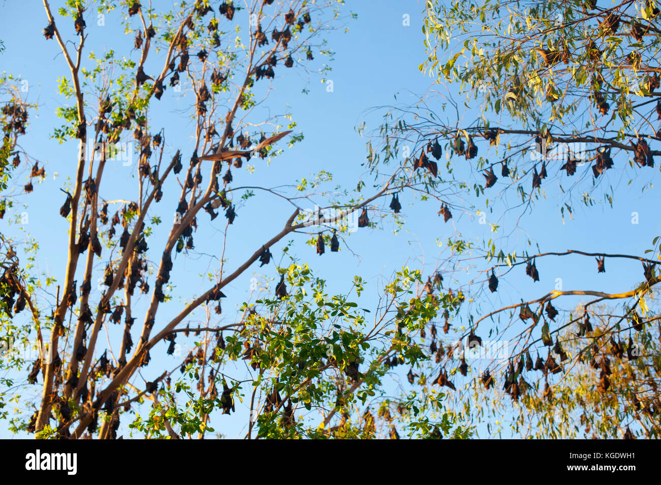 A colony of little red flying foxes has taken up residence in Nitmiluk National Park at the mouth of Katherine Gorge in the Northern Territory Stock Photo
