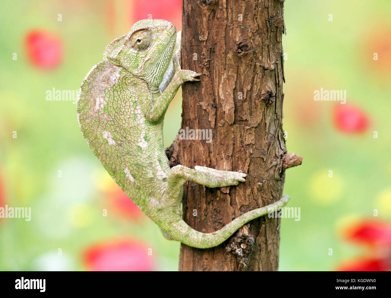 Common Chameleon (Chamaeleo chamaeleon) climbs a tree. The common chameleon and its subspecies are found throughout much of North Africa and the Middl Stock Photo