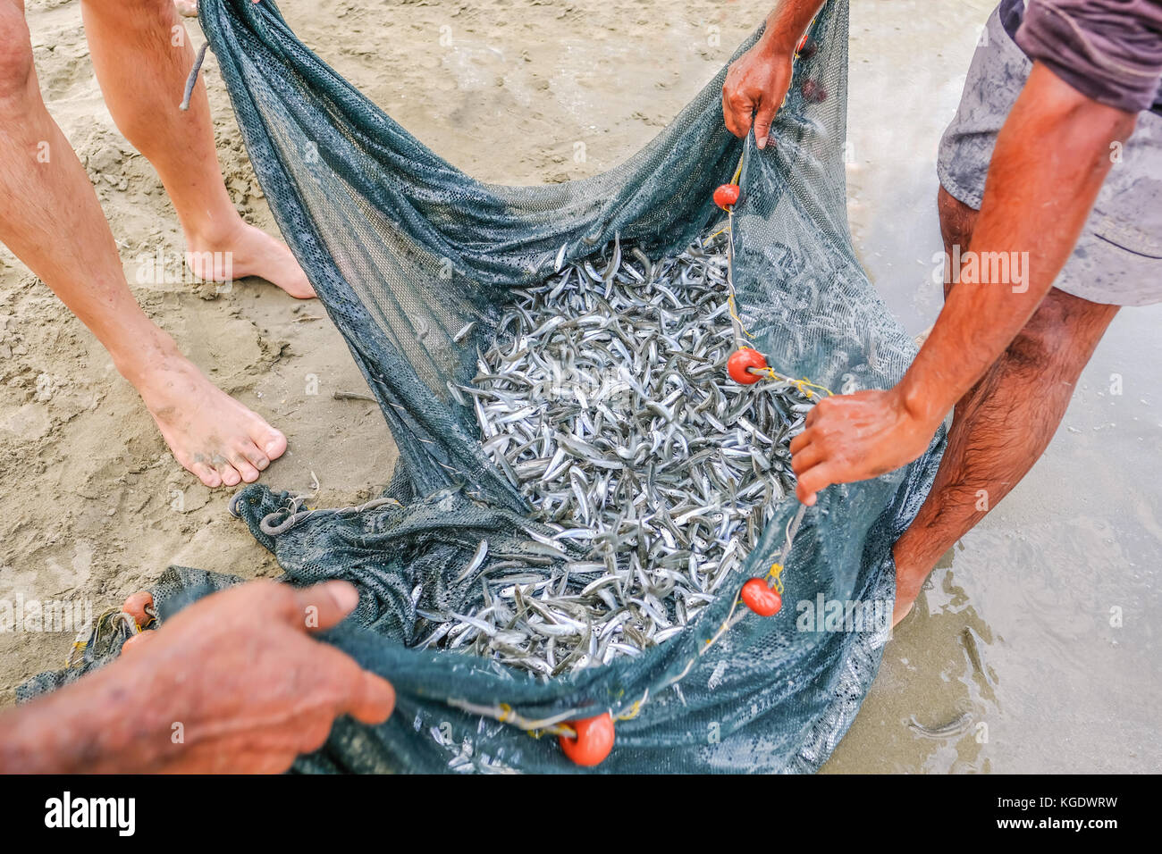 Shoal of whitebait fish caught in a net at the edge of the sea on the  beach. Close up shot Stock Photo - Alamy