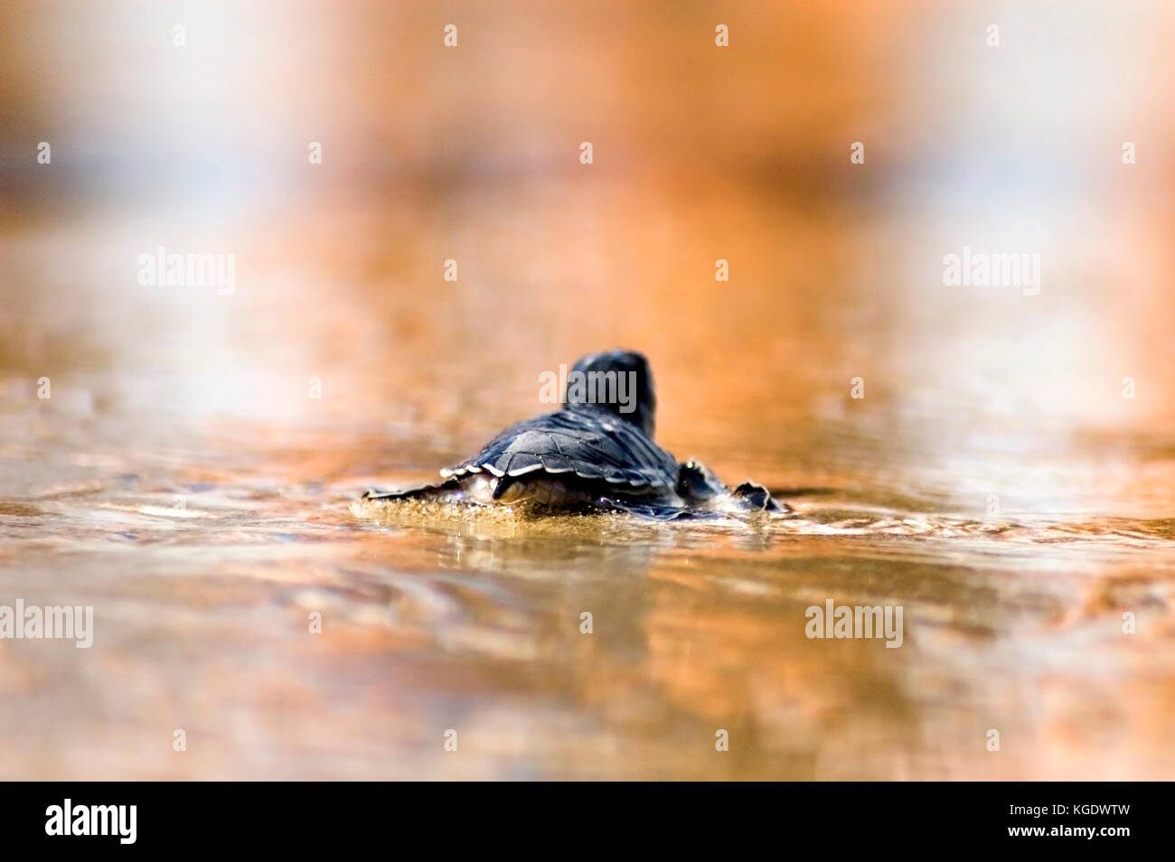 Israel, Maagan Michael beach, Chelonia mydas, green turtle after hatching on their first voyage to the Mediterranean Sea wading in the shallow water.  Stock Photo
