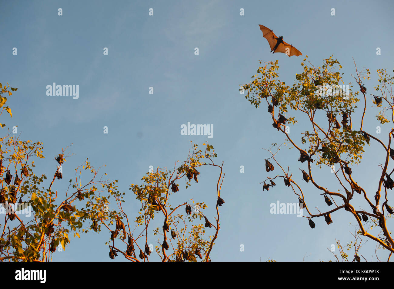A colony of little red flying foxes has taken up residence in Nitmiluk ...