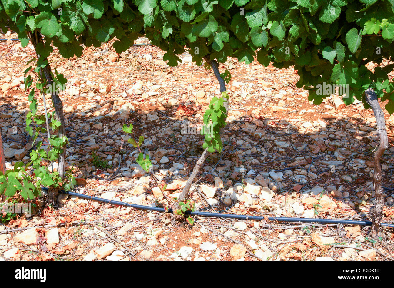 Israel, Judea Hills, Tzora winery and vineyards. A plot of Gewurtzstraminer grapes planted in terra cotta near Shoresh June, 6 weeks before harvest. T Stock Photo