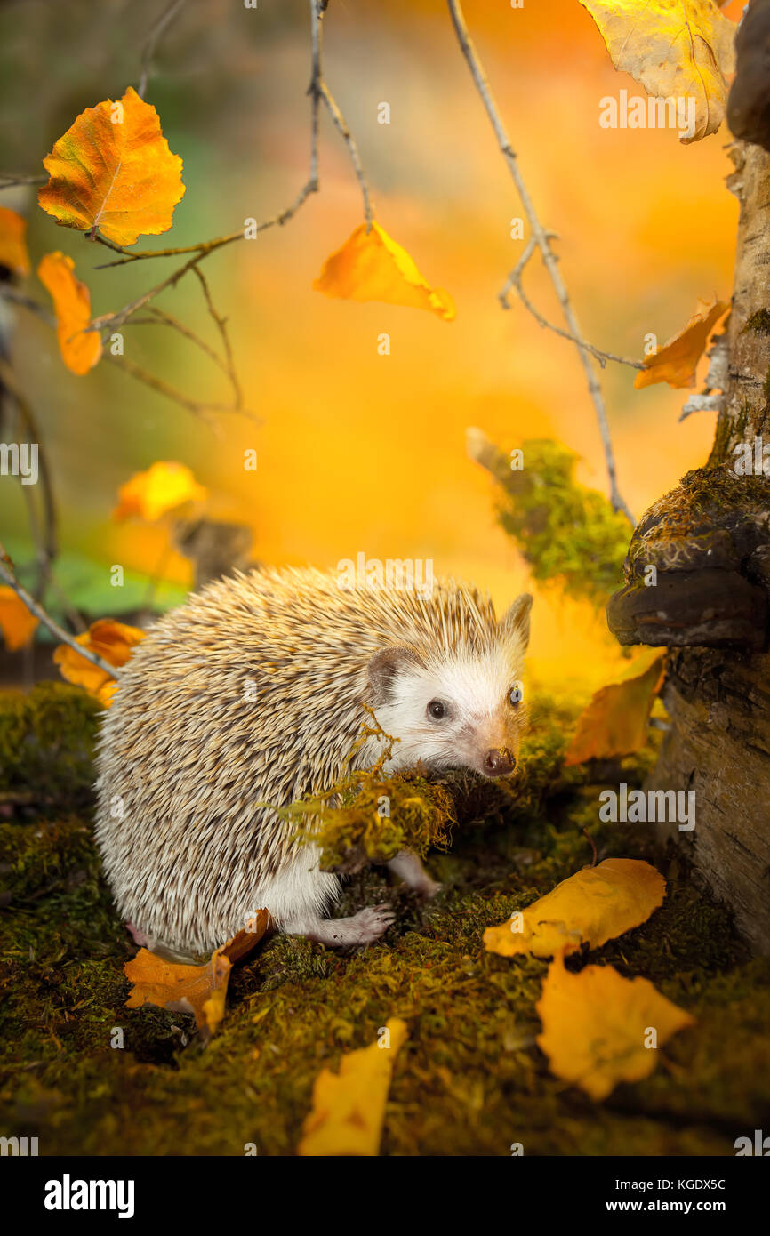 Small african pygmy hedgehog Stock Photo