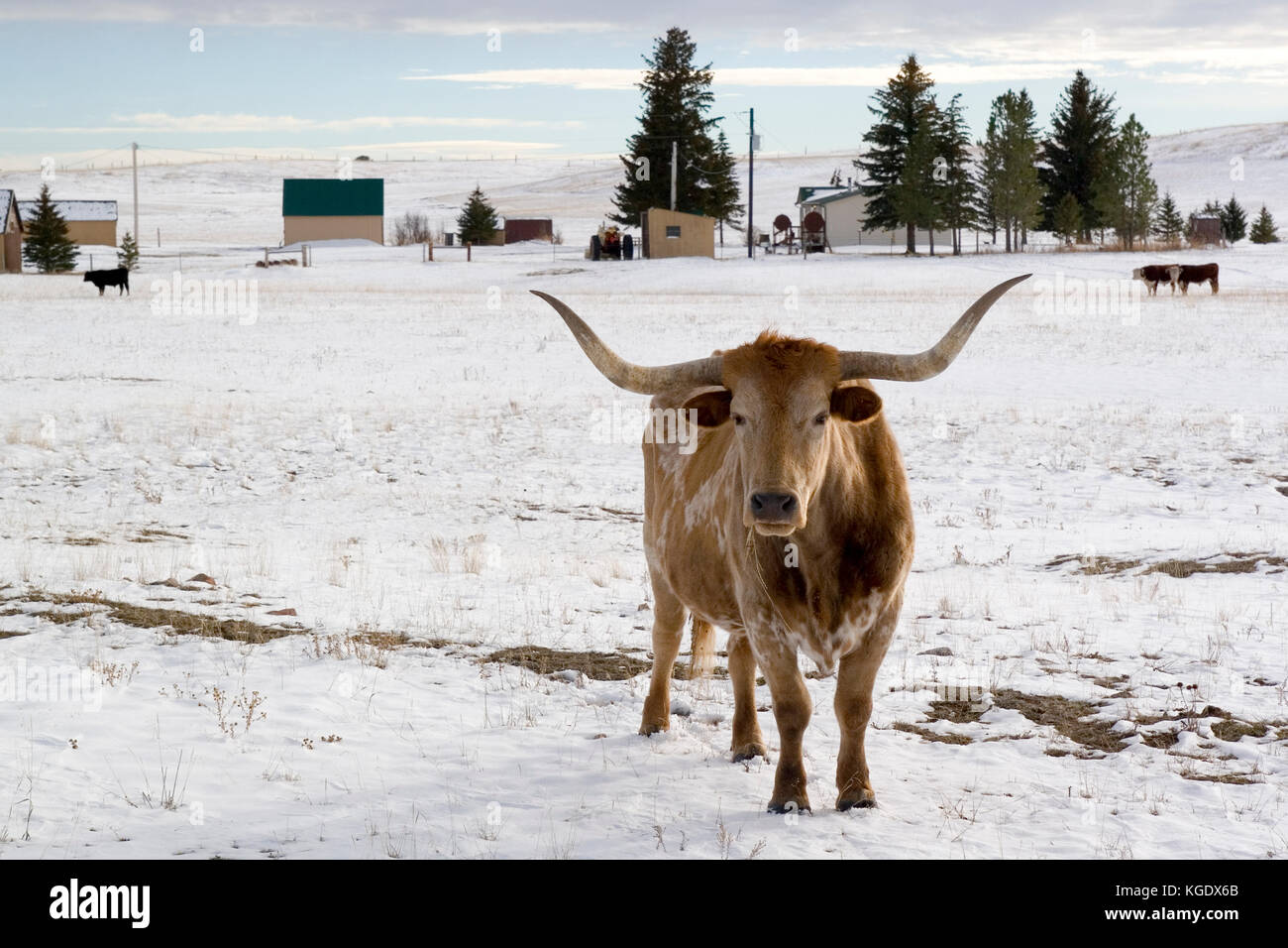 Long horn bull grazing in the snow on a cattle farm in Northeast Wyoming WY USA Stock Photo
