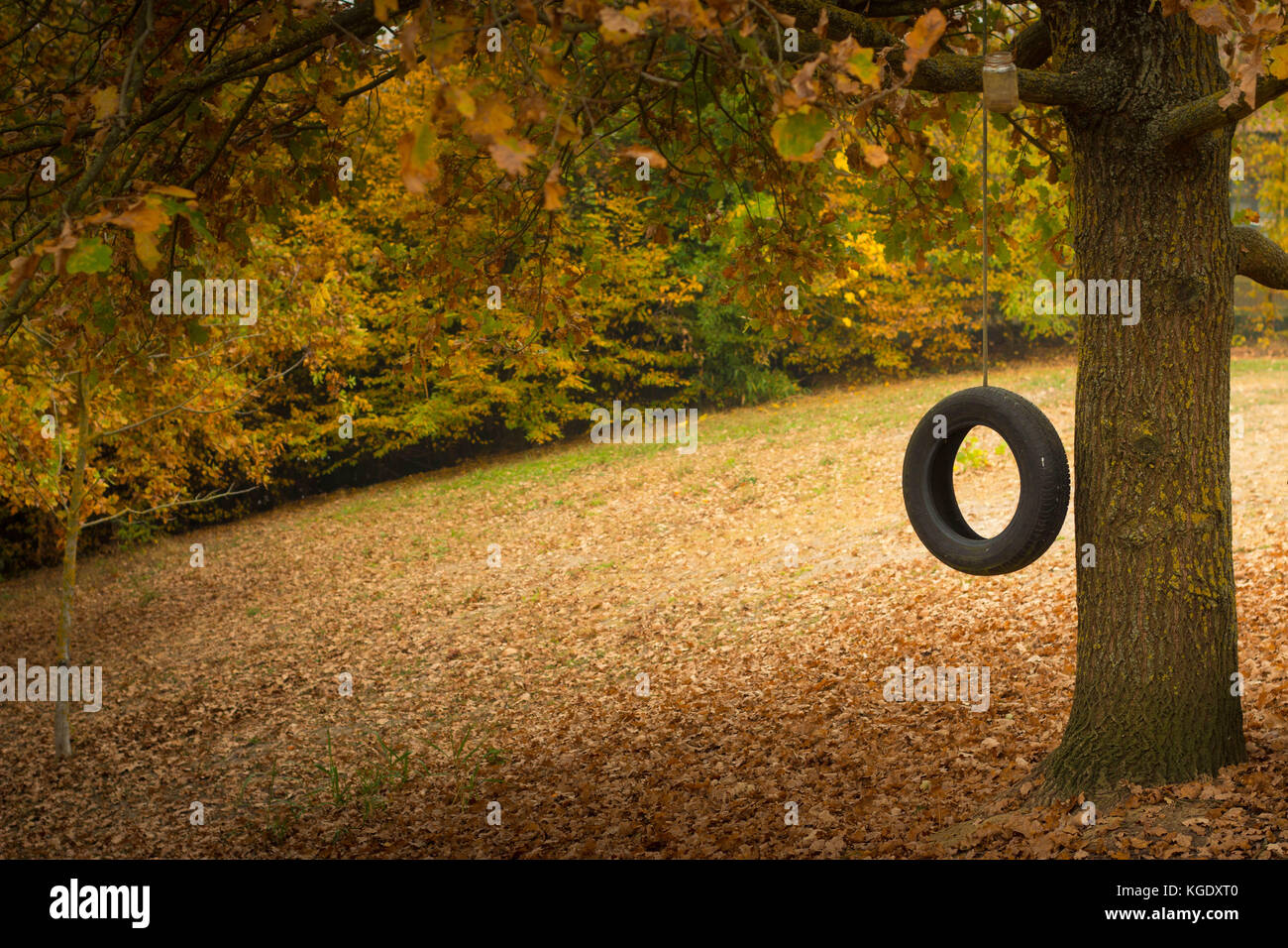 Tire swing hanging from a tree in autumnal scenery, with copyspace. Fall foliage wallpaper, fall or Thanksgiving background. Stock Photo