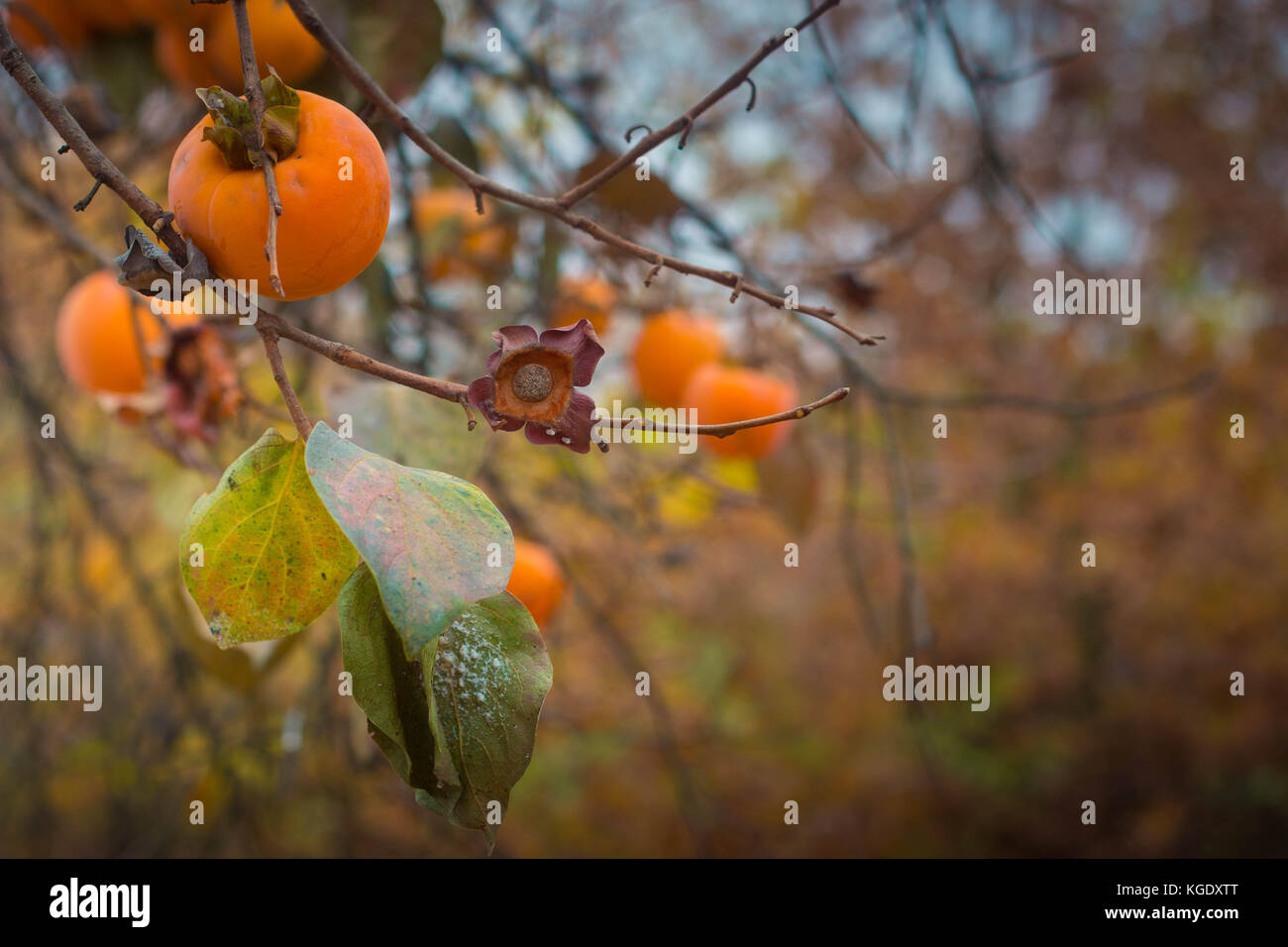 Persimmon fruits on tree. Autumn fruit wallpaper or background, with