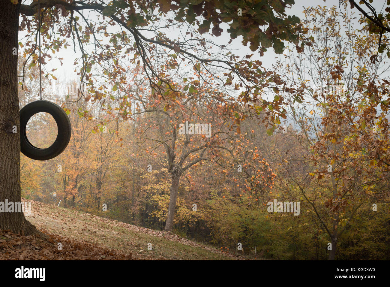 Tire swing in autumnal garden, with copyspace. Fall foliage wallpaper, fall or Thanksgiving background. Stock Photo