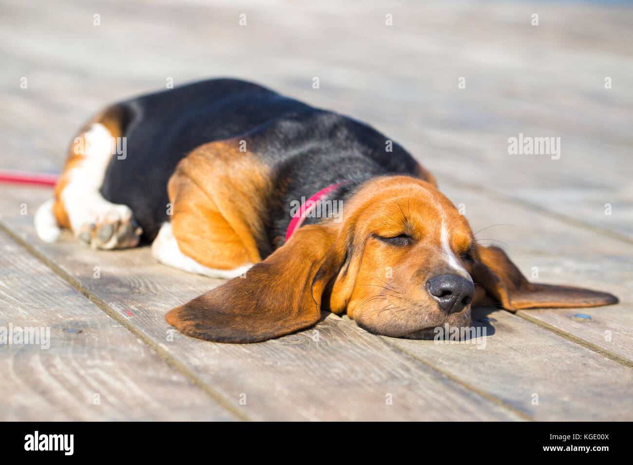 Basset hound cheap sleeping