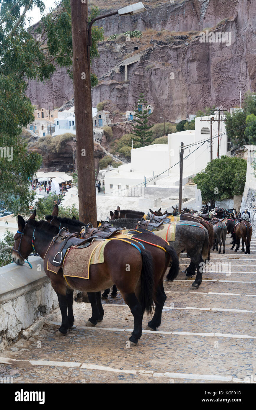 The old road to the port in Santorini with the mules. Stock Photo