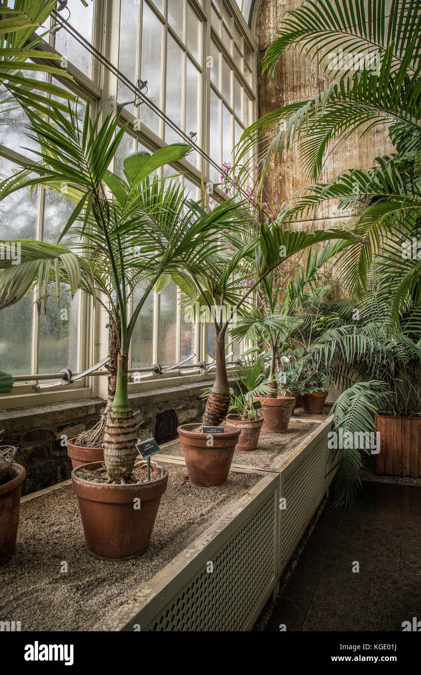 The National Botanic Gardens, Dublin, Ireland. Stock Photo