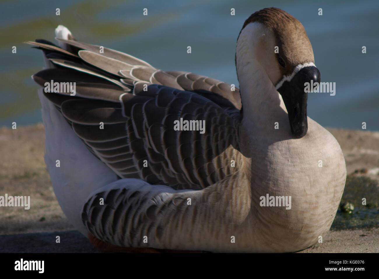 Swan Geese may been seen as escaped exotics around Orange County, California. Stock Photo