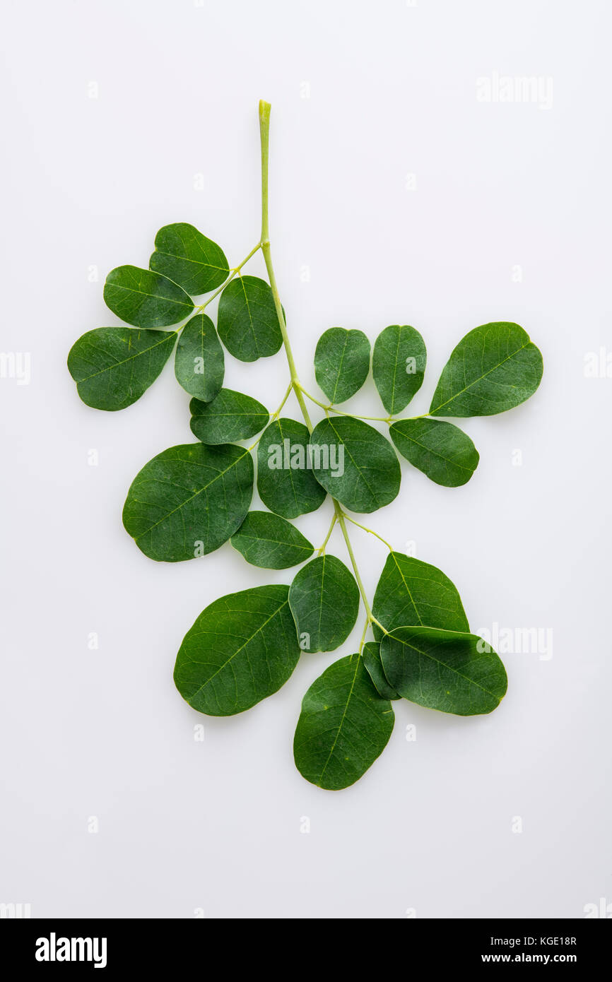 Fresh Organic Moringa Leaves Isolated on White Background Stock Photo