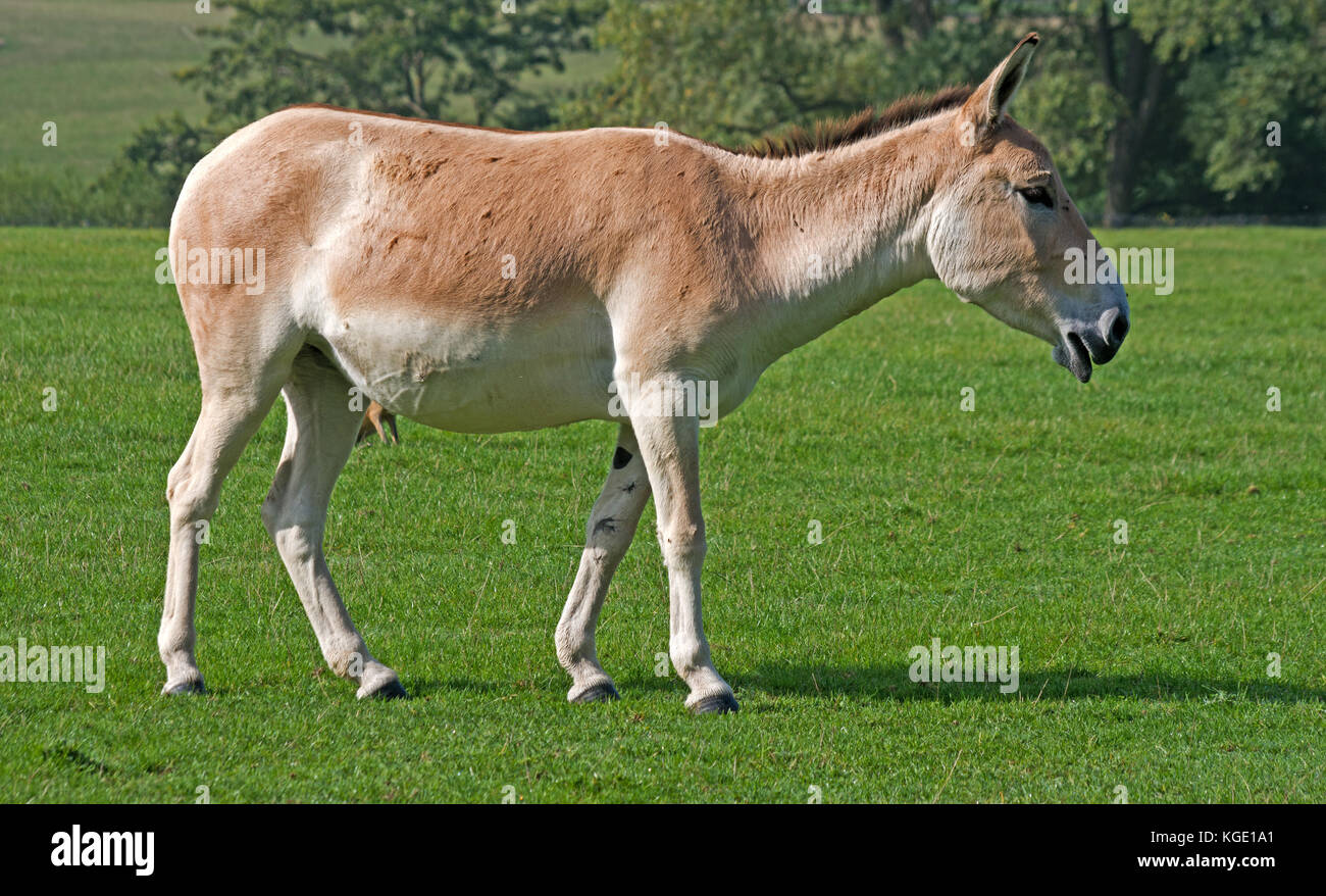 Onagar, (Persian,) Equus Hemionus Onager, Captive, Stock Photo