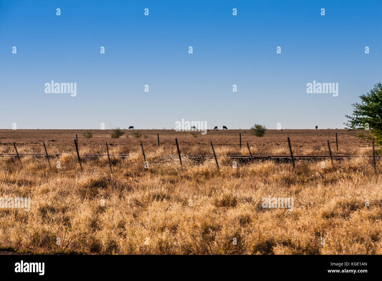 Grazing livestock in the Australian outback Stock Photo Alamy
