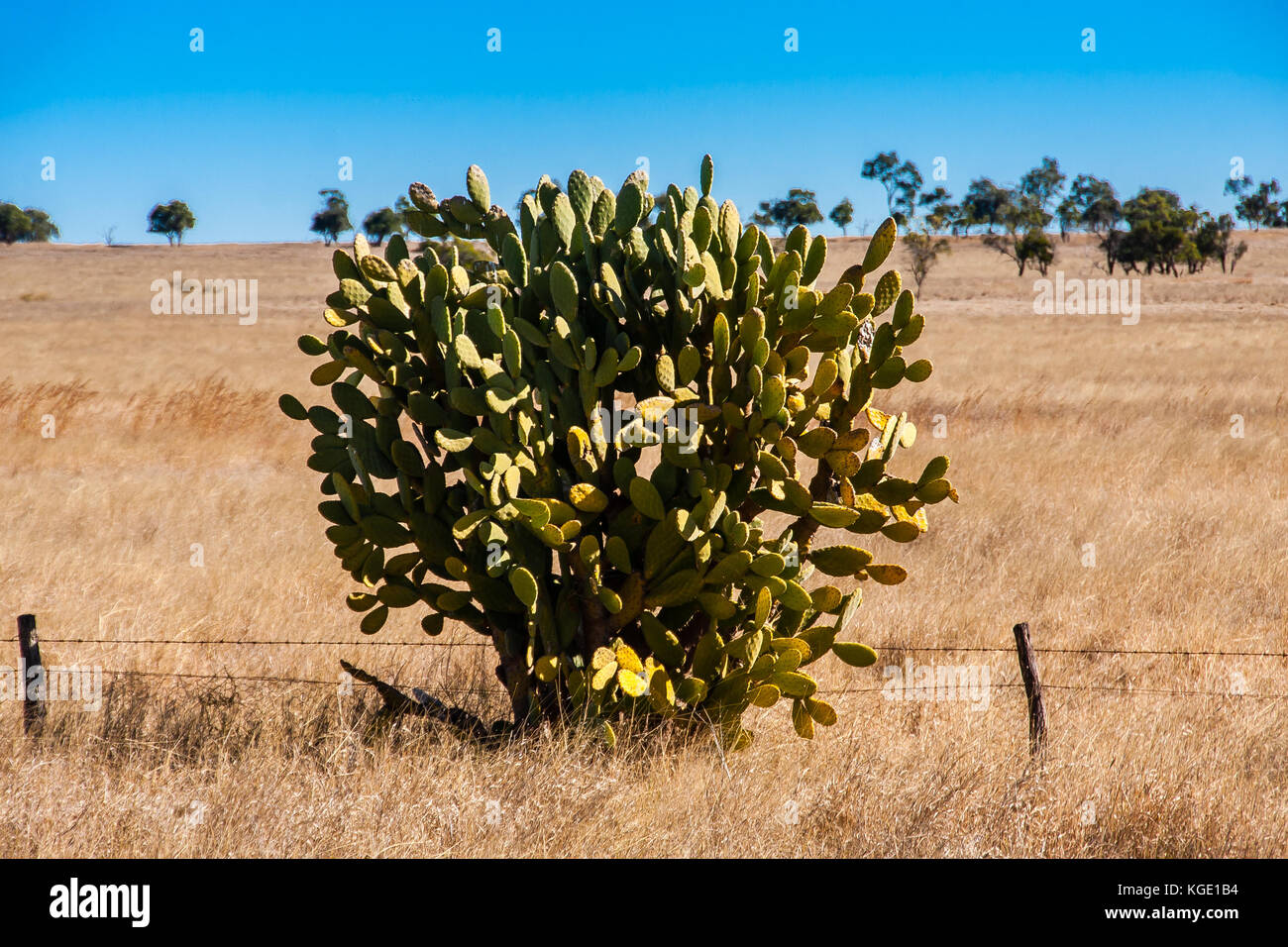 Prickly pears (Opuntia sp.) tree in Australian outback Stock Photo