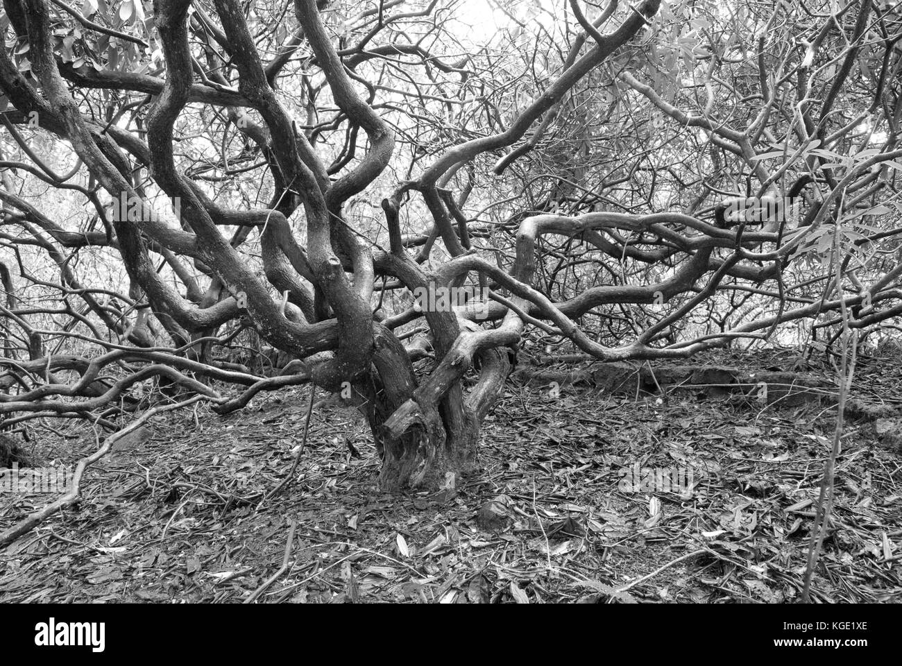Twisted and turning branches of a moorland field Oak tree in mid winter