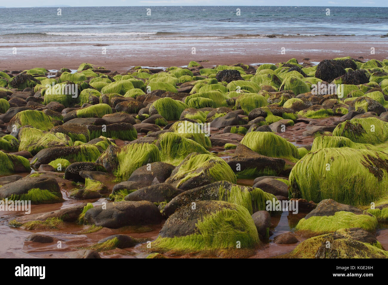 Rocks covered with seaweed on a Scottish beach at Opinan Stock Photo