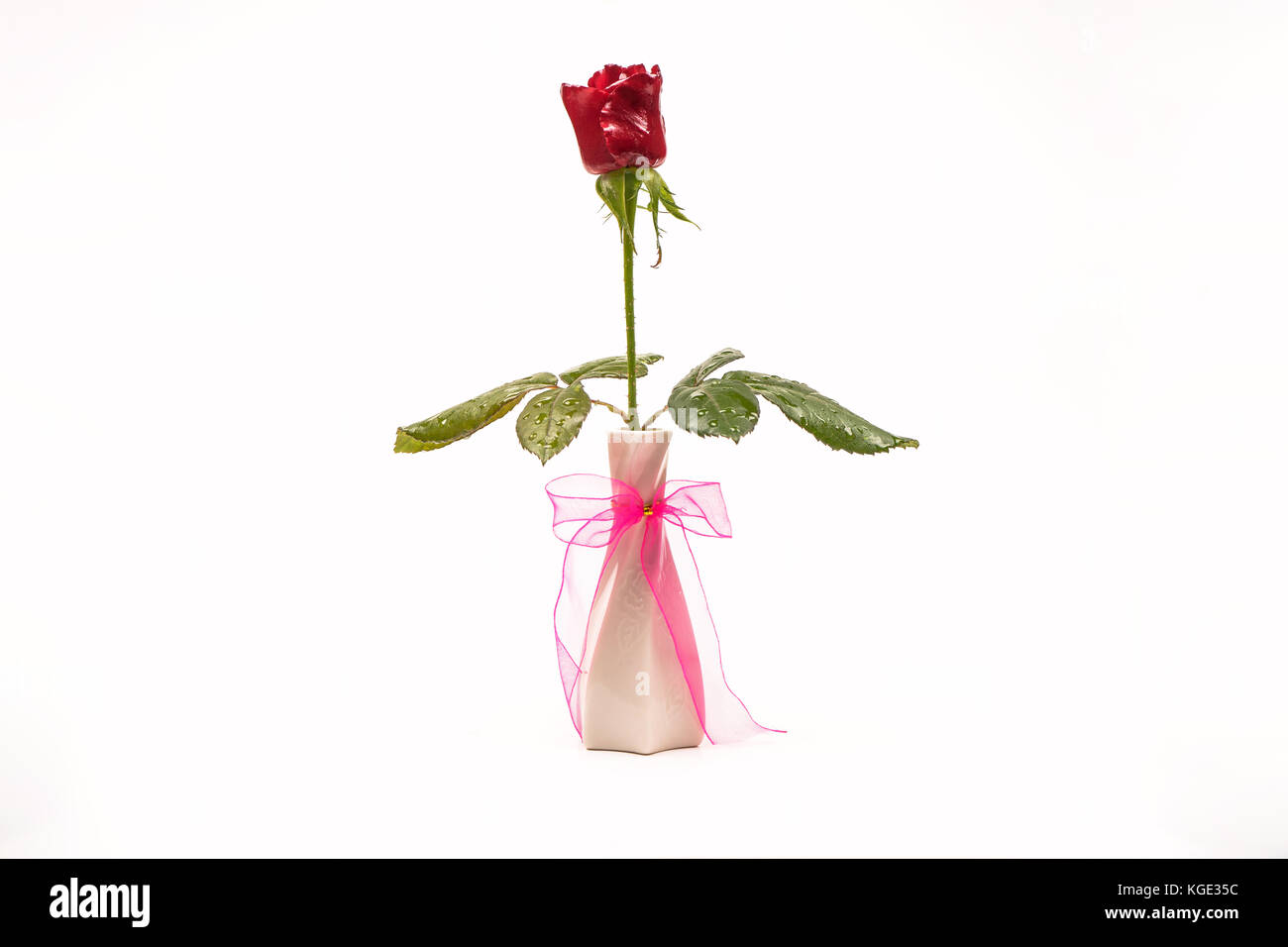 isolated on a white background in a vase of roses, gift Stock Photo - Alamy