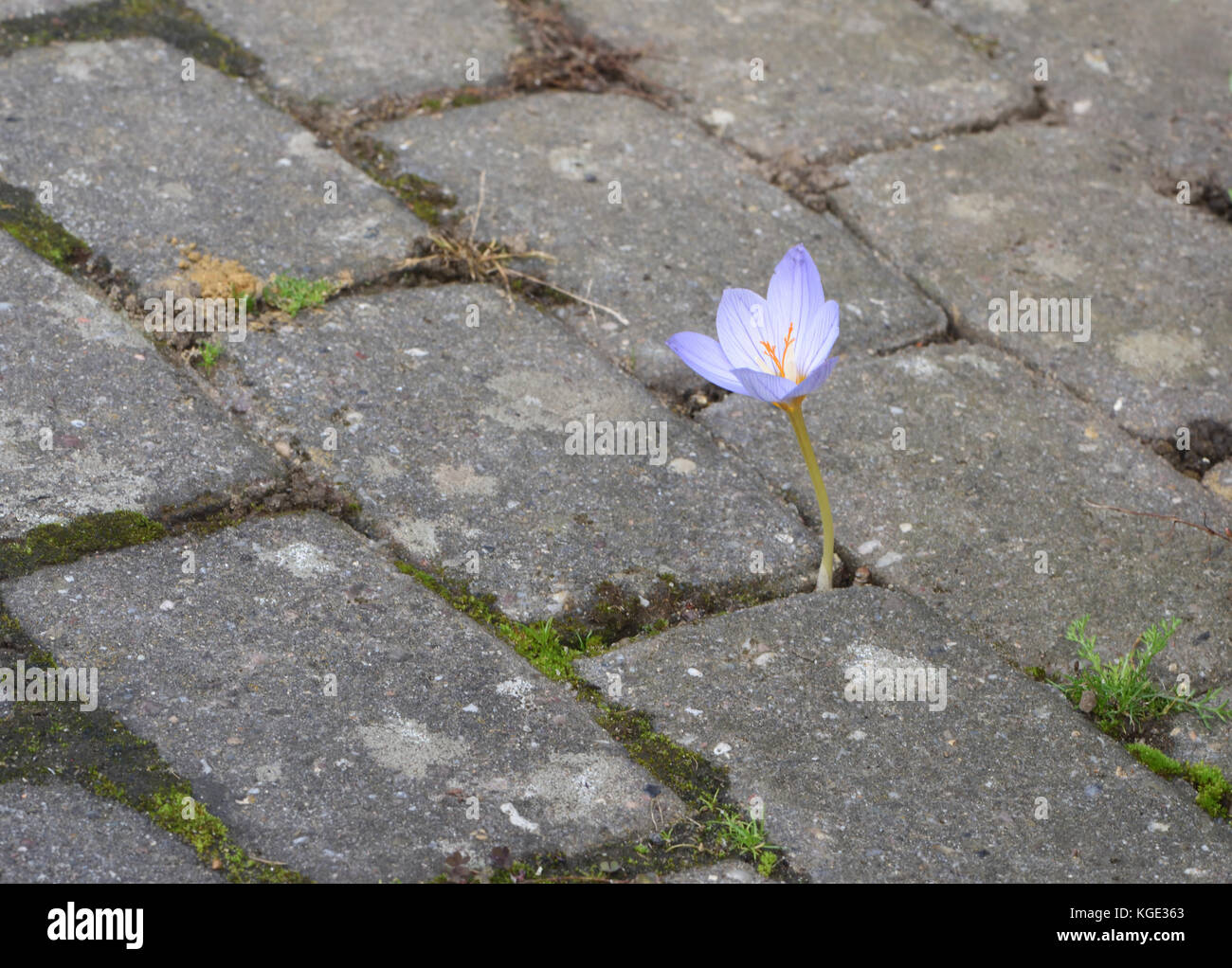 An autumn flowering crocus flower forces its way through brick paving. Bedgebury Forest, Kent, England. UK. Stock Photo