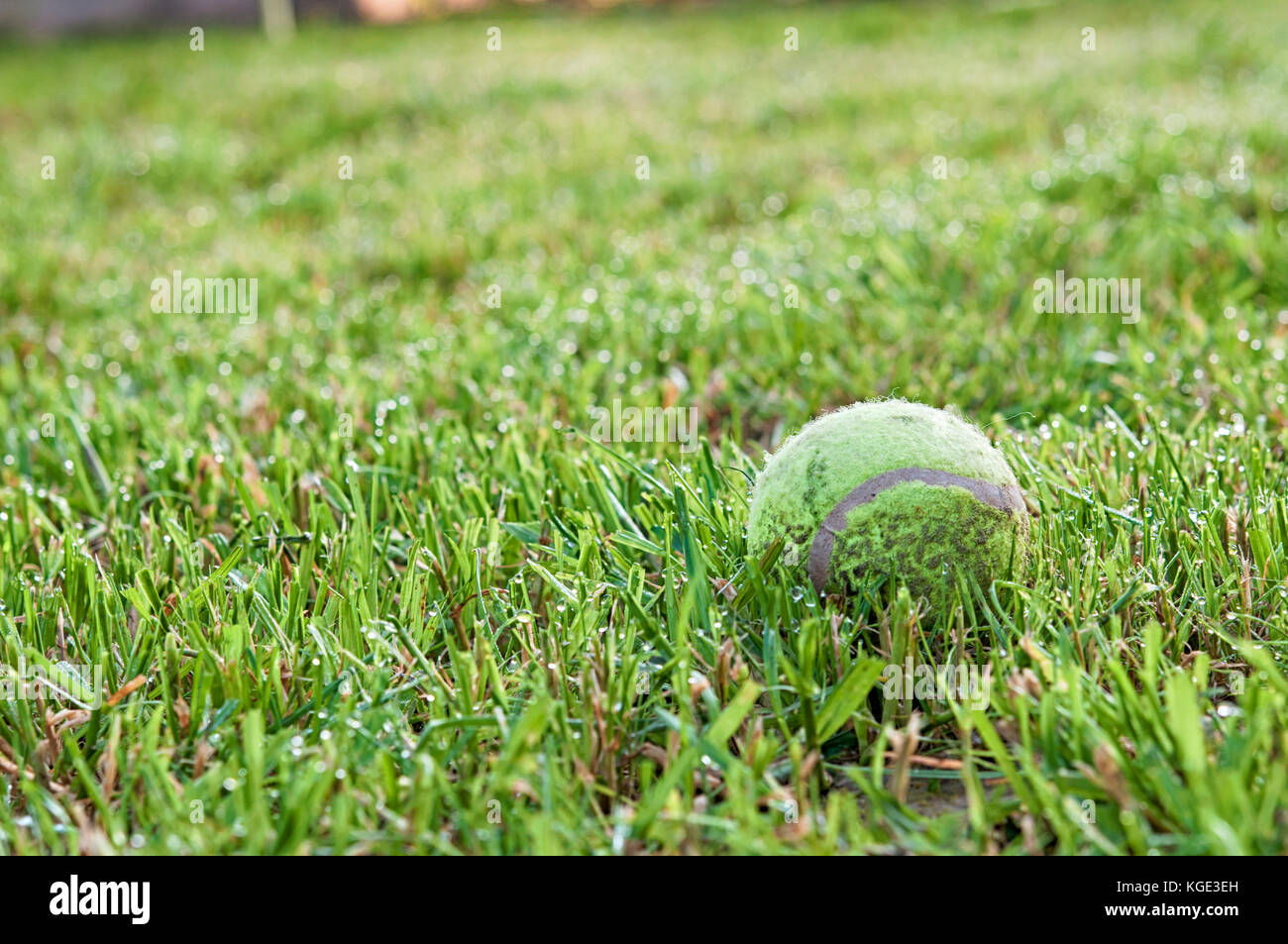 tennis ball on green grass Stock Photo Alamy