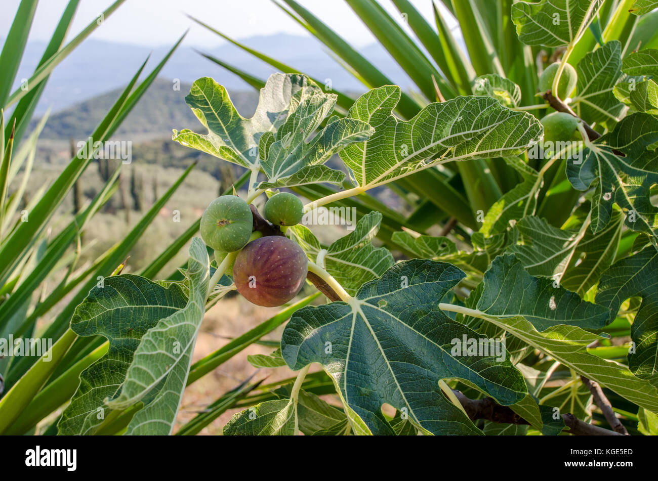 Figs growing in Corfu in the summer Stock Photo