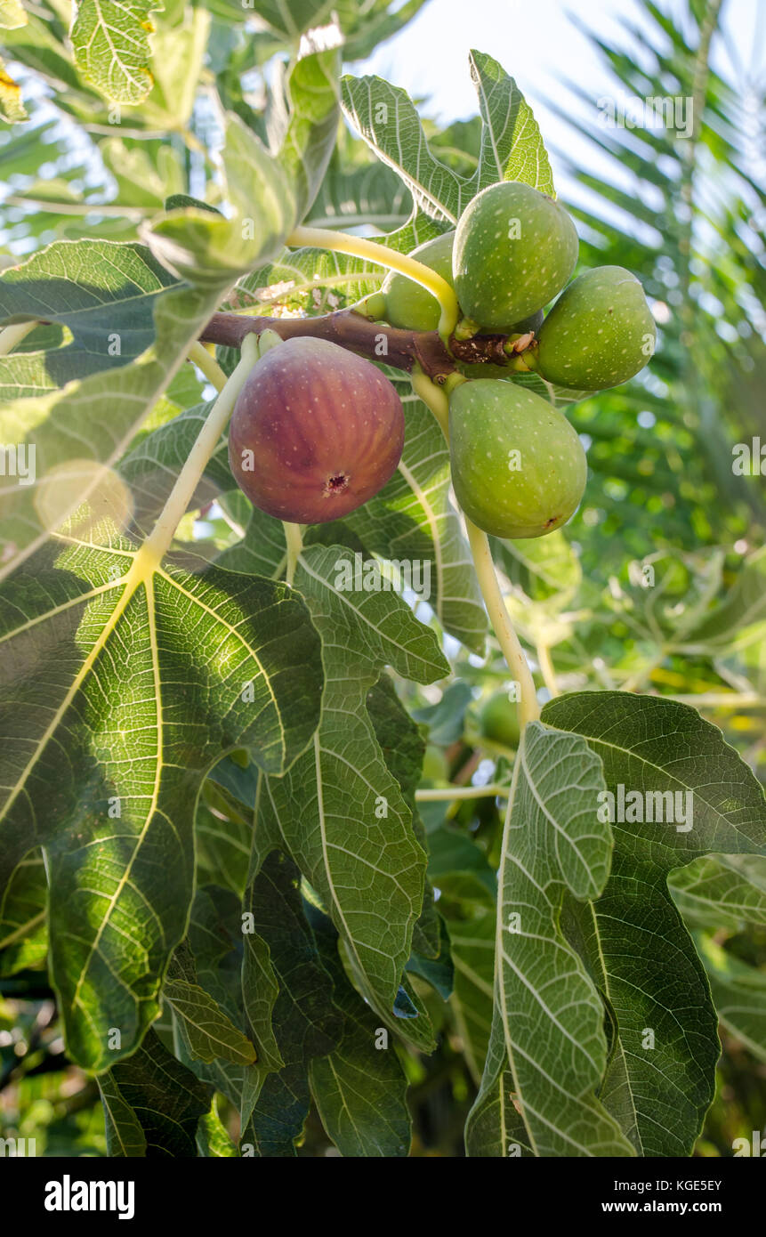 Figs growing in Corfu in the summer Stock Photo