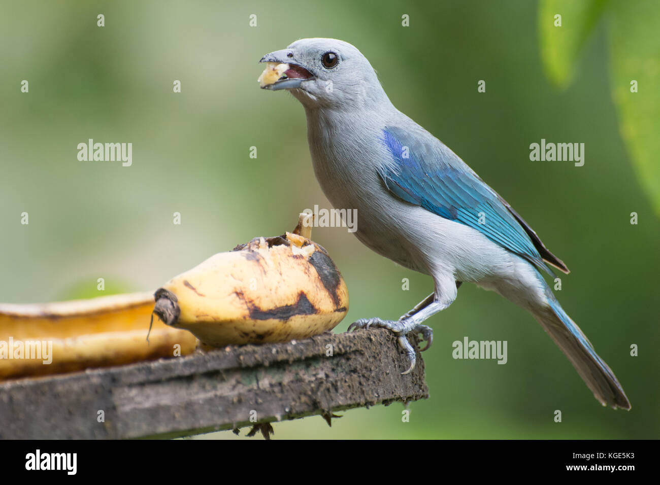 A blue gray tanager eats banana laid out on a platform in Ecuador. Stock Photo